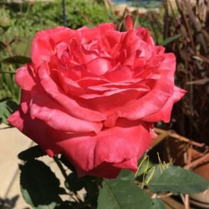 Meet your Posher, Maria